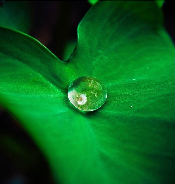 folha_com_agua