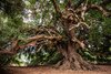 olive-tree-3579922